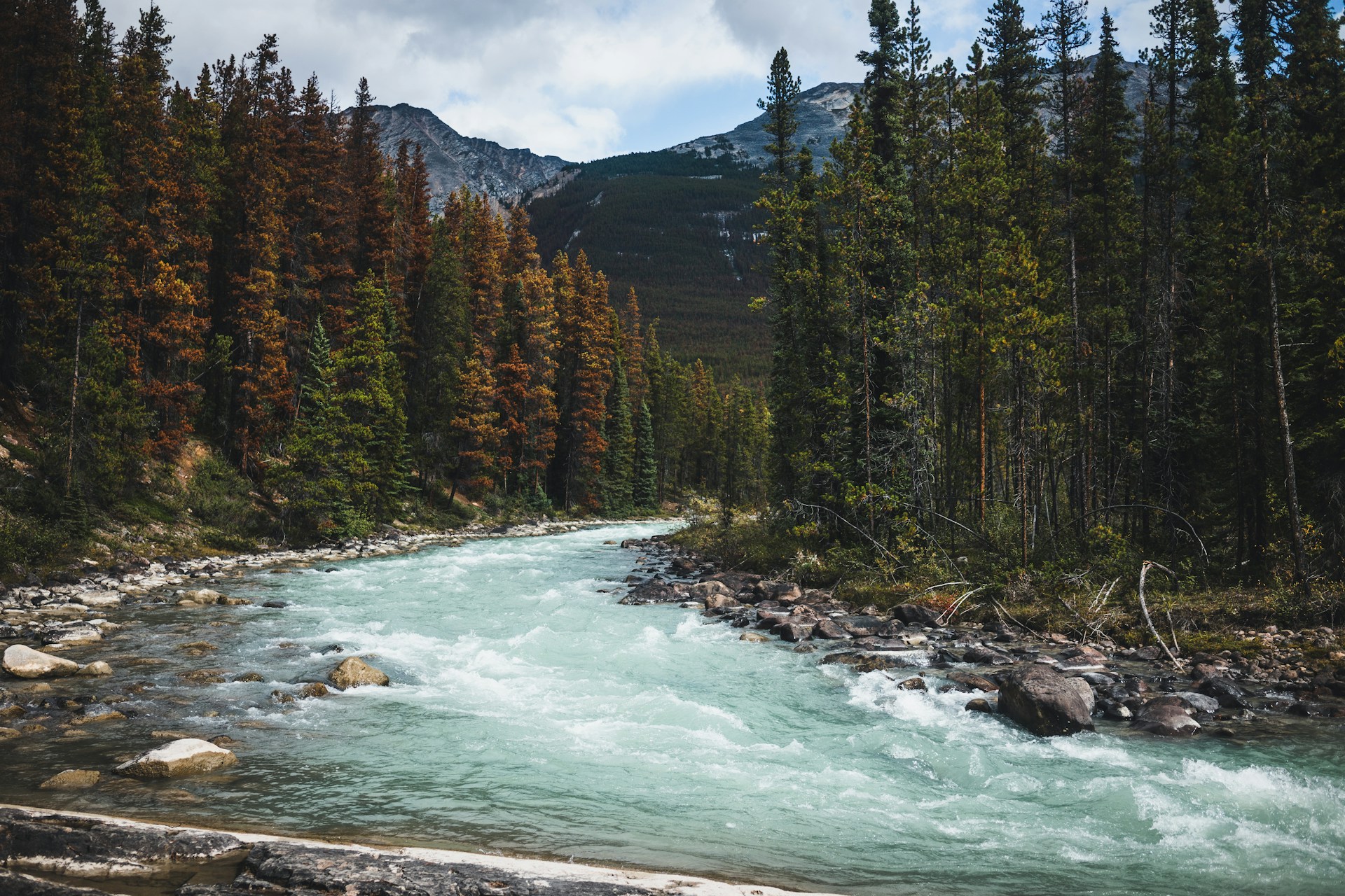 A fast, milky-turquoise glacial river running over rocks between dense spruce and pine forest in Jasper National Park