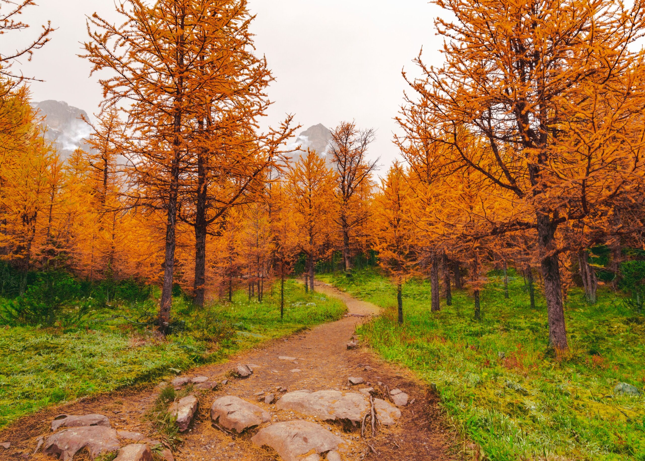 A narrow dirt trail winding between larch trees in full golden autumn colour, with a rocky mountain face rising into cloud behind