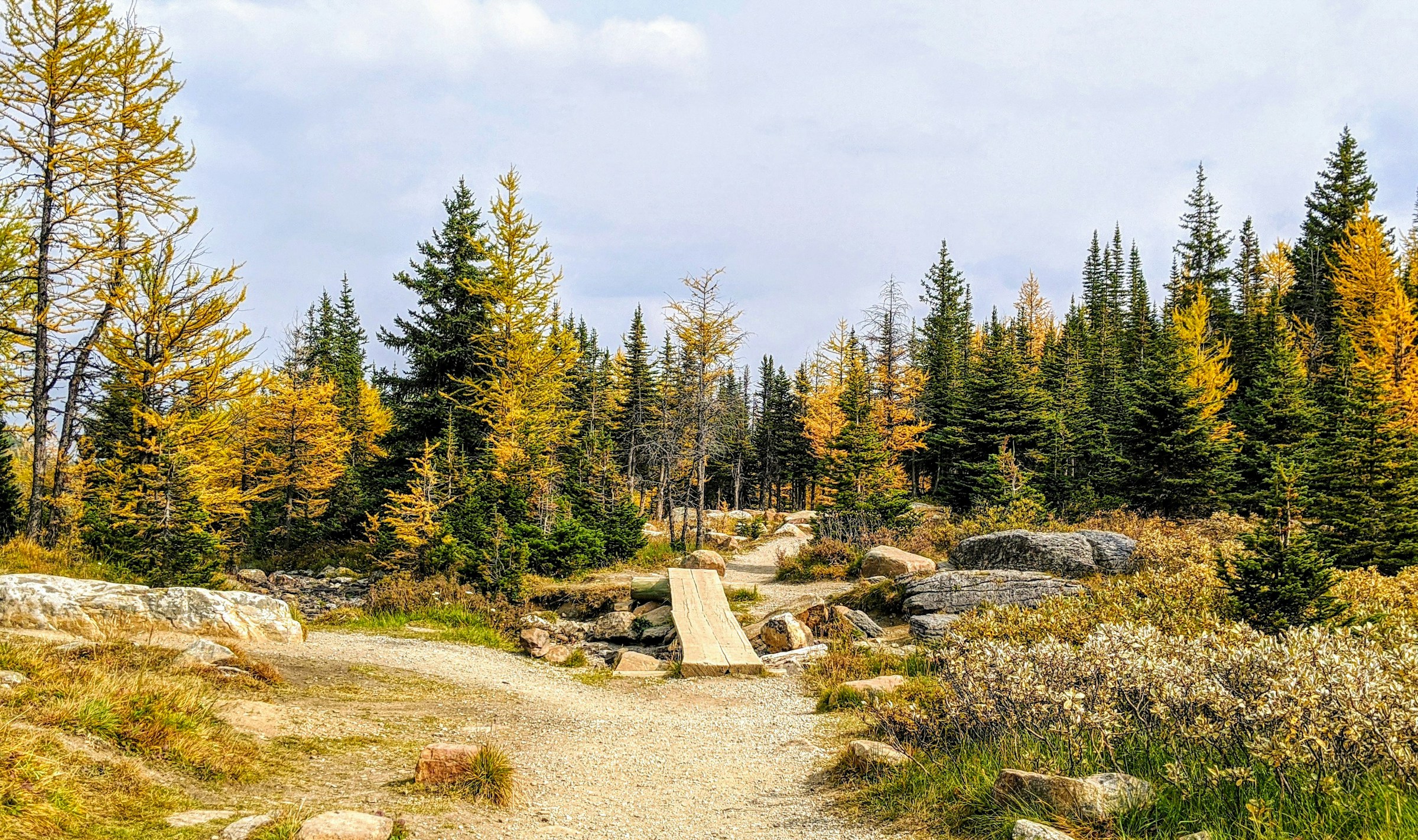 A gravel section of the Larch Valley trail crossing a single plank bridge, golden larches and dark evergreens standing on both sides