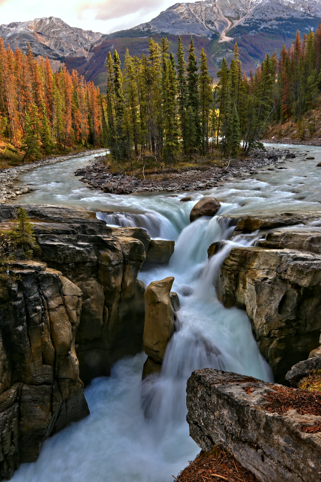 Sunwapta Falls pouring through a narrow rock gorge in autumn, with a small island of spruce above the drop and rust-coloured pines on the far bank