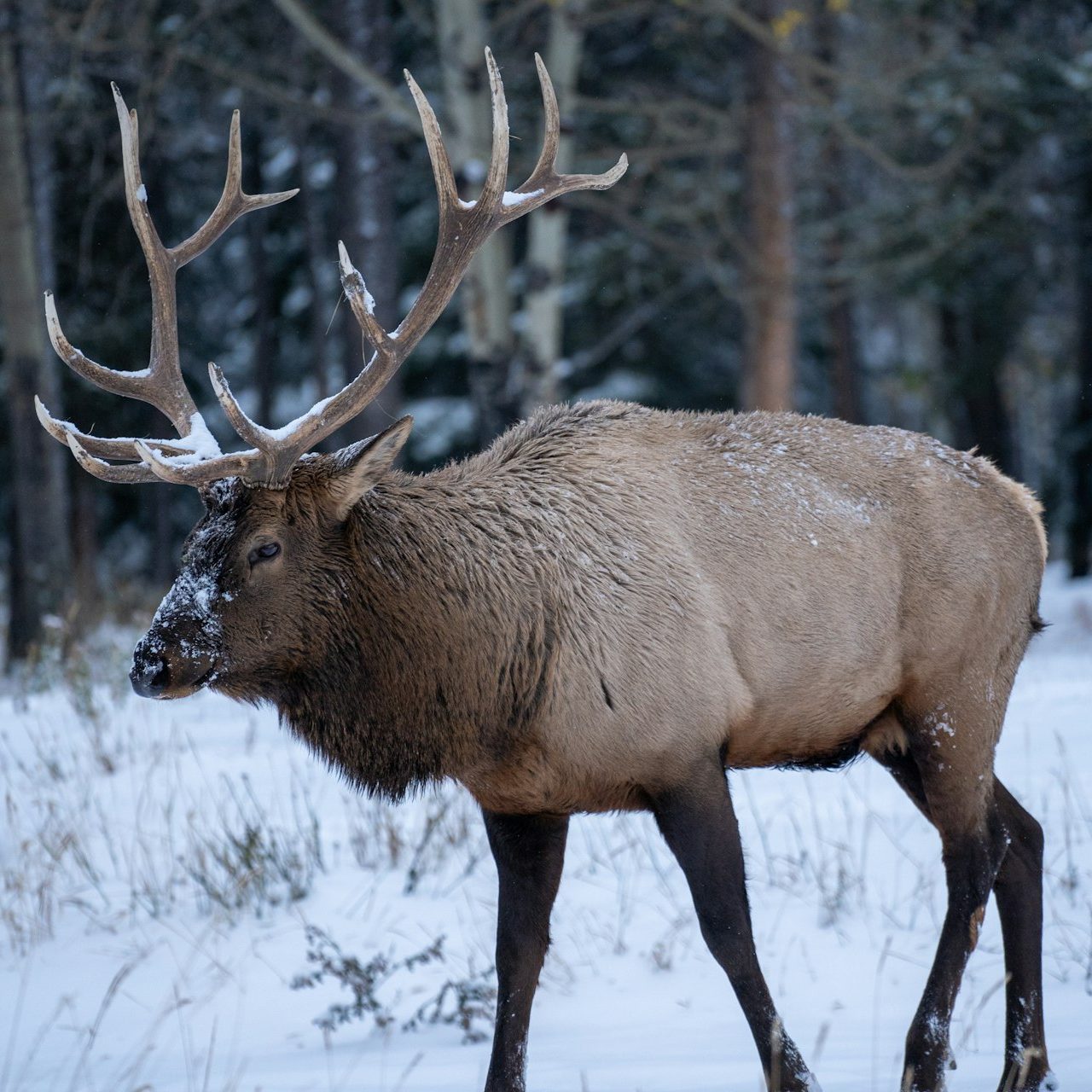 A bull elk with large antlers and snow on its face walking through snowy forest near Banff