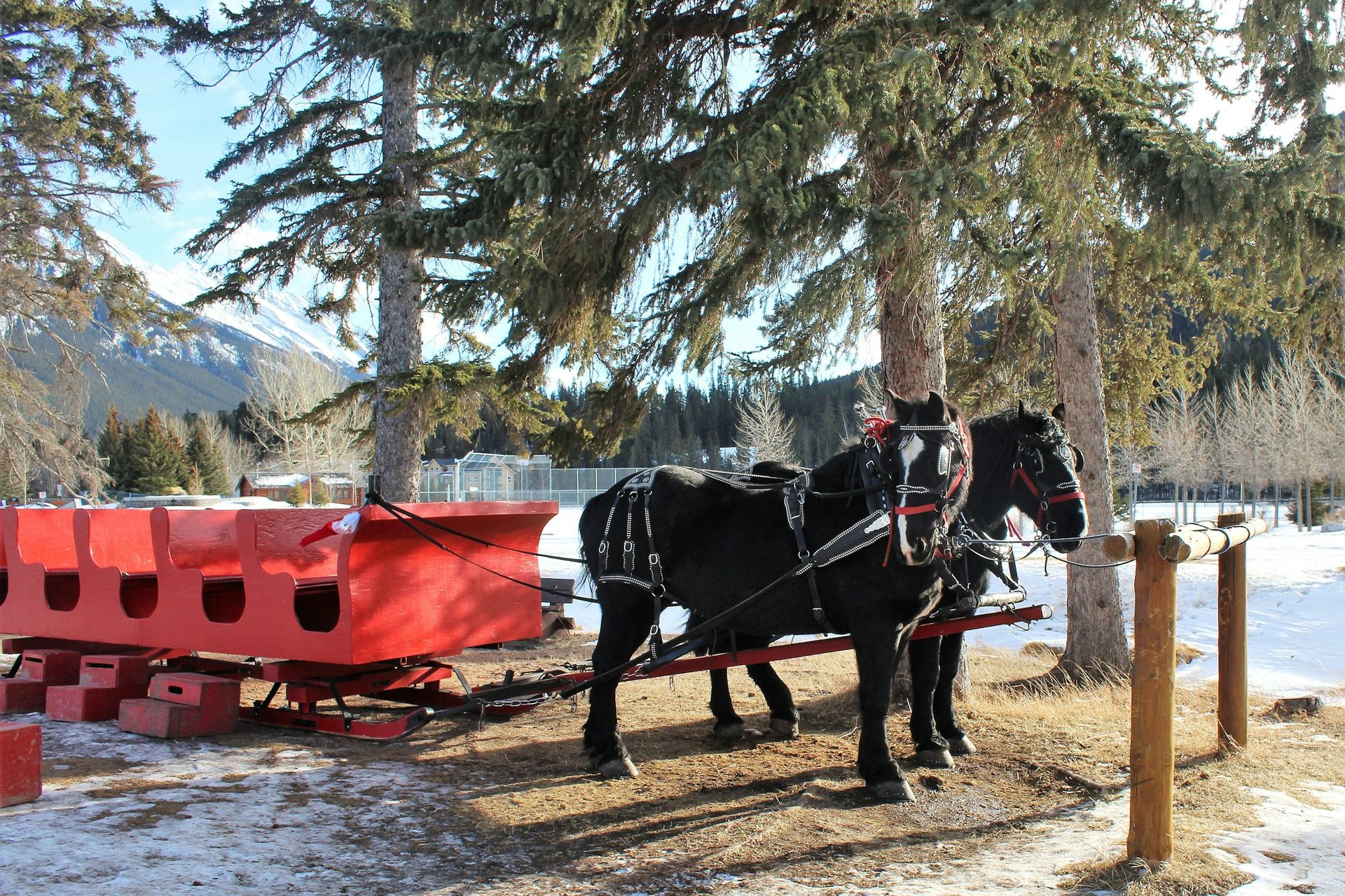A horse harnessed to a red sleigh at a stable in Banff, with a light cover of snow on the ground