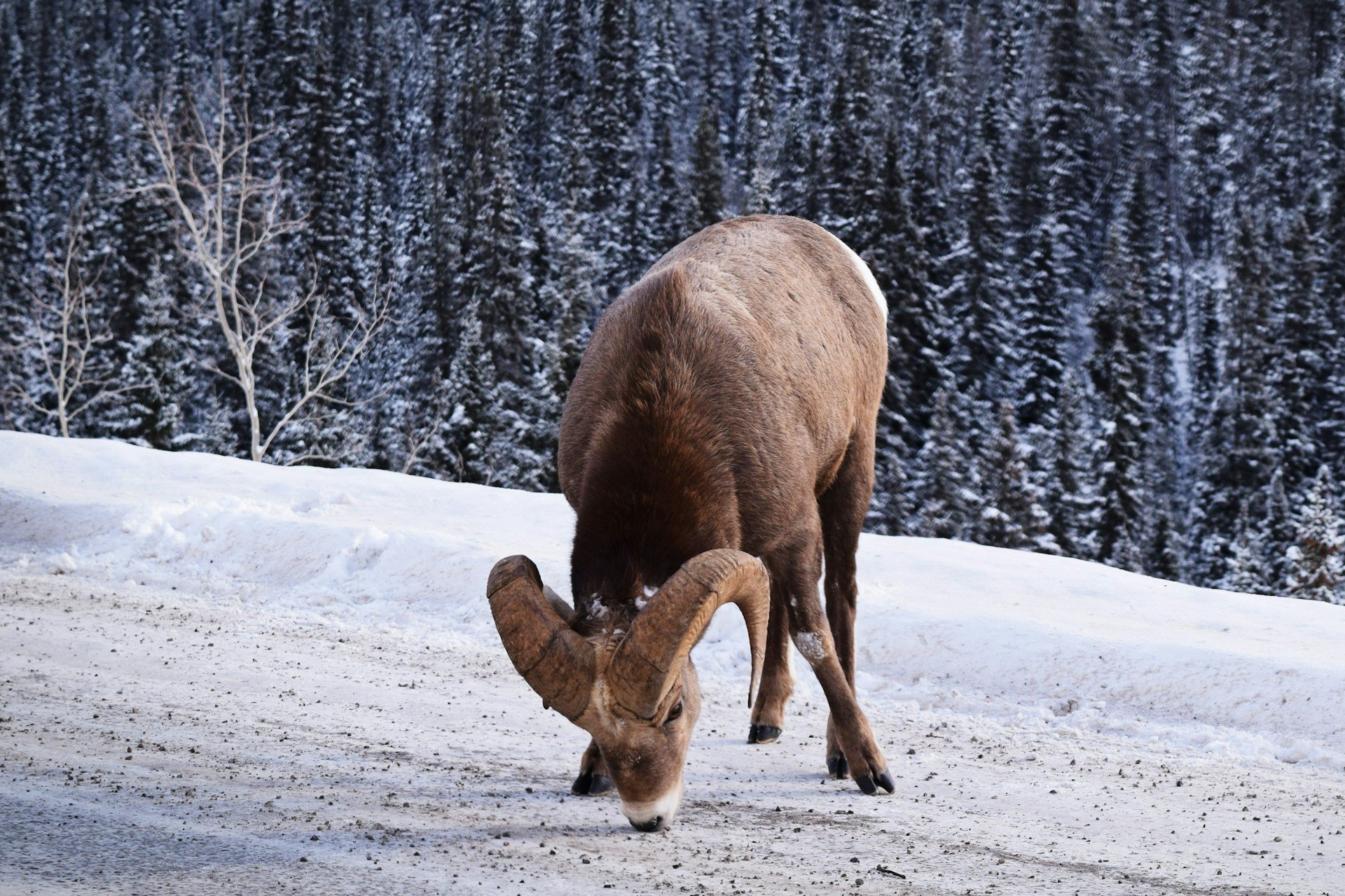 A bighorn sheep ram with curled horns licking the snowy edge of a road, with snow-dusted spruce forest behind